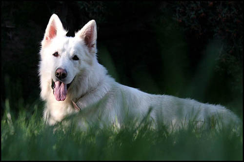 BIG BOY Rychl� st�n