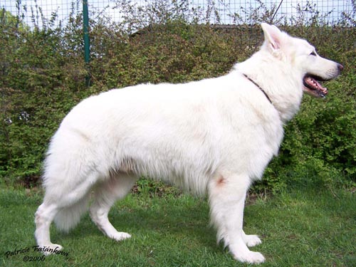 BIG BOY Rychl� st�n