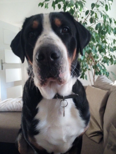 Betynka .. BABETA HAPPINESS DOG