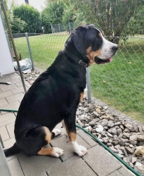 Ciro