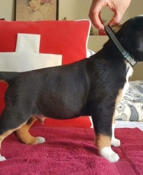 Caesar