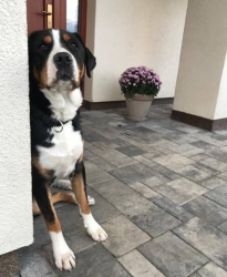 Bellapromessa - 1 rok