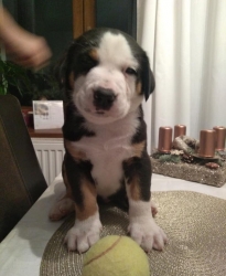 Caesar