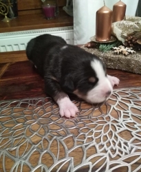 Ciro