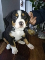 Bella