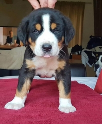 Ciro