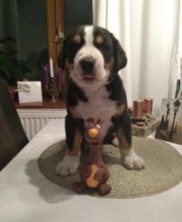 Ciro