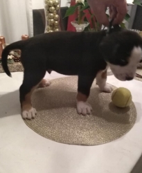 Caesar