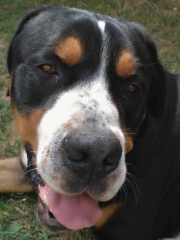Athos 2 roky