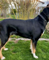 Ciro