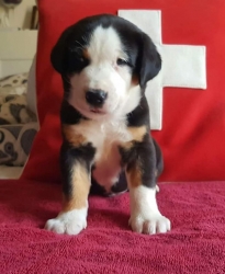 Caesar