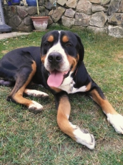 Athos 2 roky