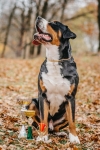 athos_2roky02.jpg