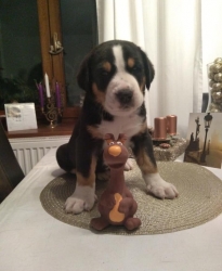 Ciro