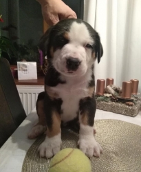 Caesar