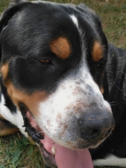 Athos 2 roky