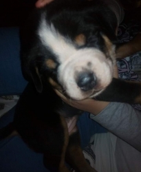 Agnes