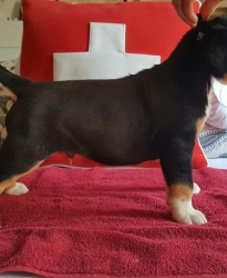 Ciro