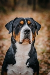 athos_2roky01.jpg
