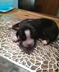 Ciro