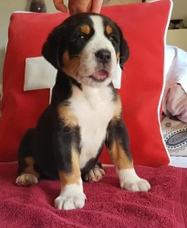 Ciro